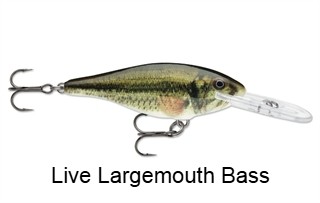 Rapala Shad Rap